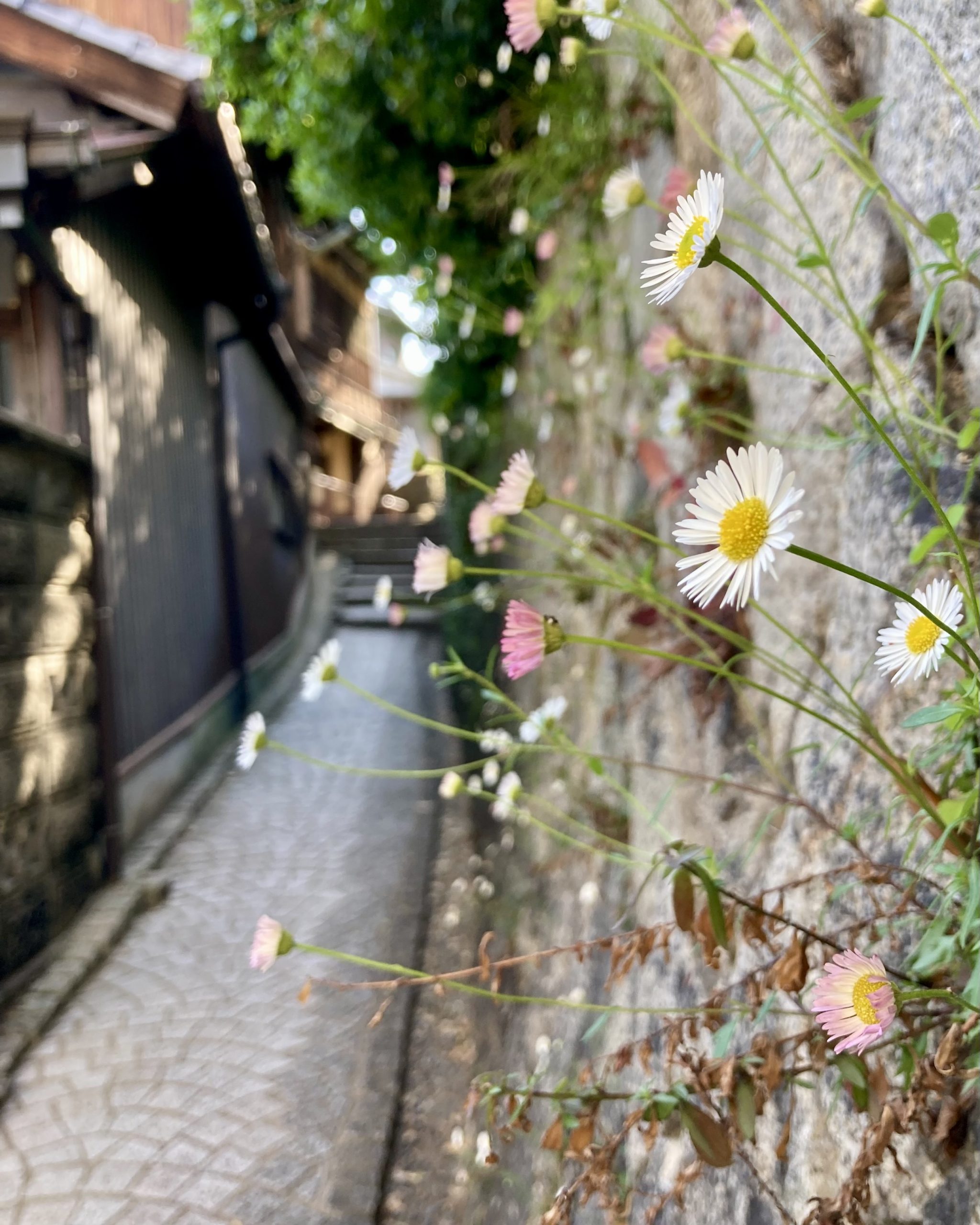 店主とつちふむず